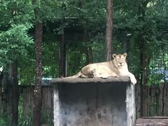 -清迈夜间动物园