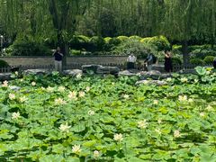 -莲花池公园