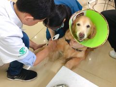 -瑞派动物医院·猫专科·至诚(江南中分院)