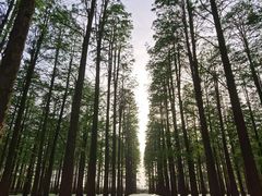 -渌洋湖湿地公园