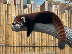 -石家庄市动物园