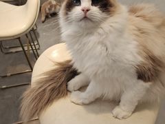 -飞行喵MR PILOT|猫舍·猫咖(静安大融城店)