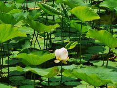 -莲花池公园