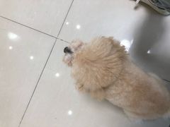 -瑞派康怡24h宠物医院·犬猫医疗中心·微创绝育(瑞景分院)