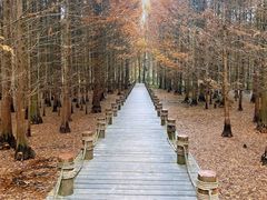 -桤木河湿地公园