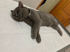 -灵美宠物诊所