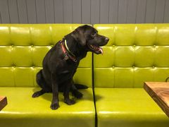 -百好乐宠物友好餐厅(朝外大街店)