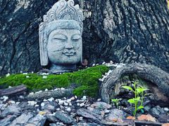 -龙华素斋(龙华路店)