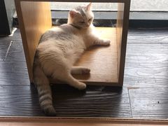 -吉丁鸟咖·异宠·寄养