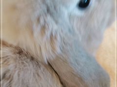 -猫猫幼稚园·撸猫·桌游·电玩