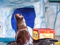 -海合安武汉极地海洋公园