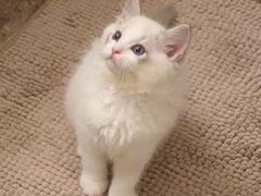 -Bastet sally猫舍购宠(静安店)