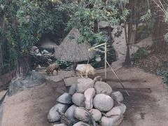 -广州长隆野生动物世界