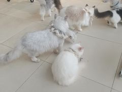 -怪兽屋·羊驼·猫咖·狗咖(俊华广场店)