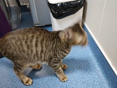 -创凡宠物医院·骨专科  猫科中心(西乡分院)