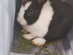 -天使宠物医院·犬猫分诊(彩虹店)