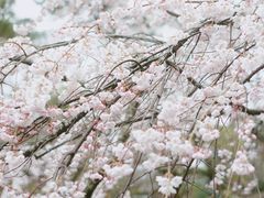 -京都御所