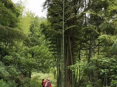 -黄贤森林公园