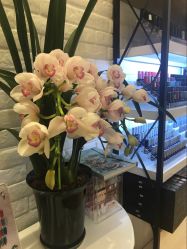 -Jasmine Queen 茉莉皇后美甲·美睫·美肤