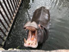 -海南热带野生动植物园