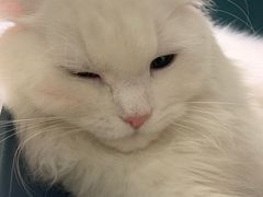 -飞行喵MR PILOT|猫舍·猫咖(静安大融城店)