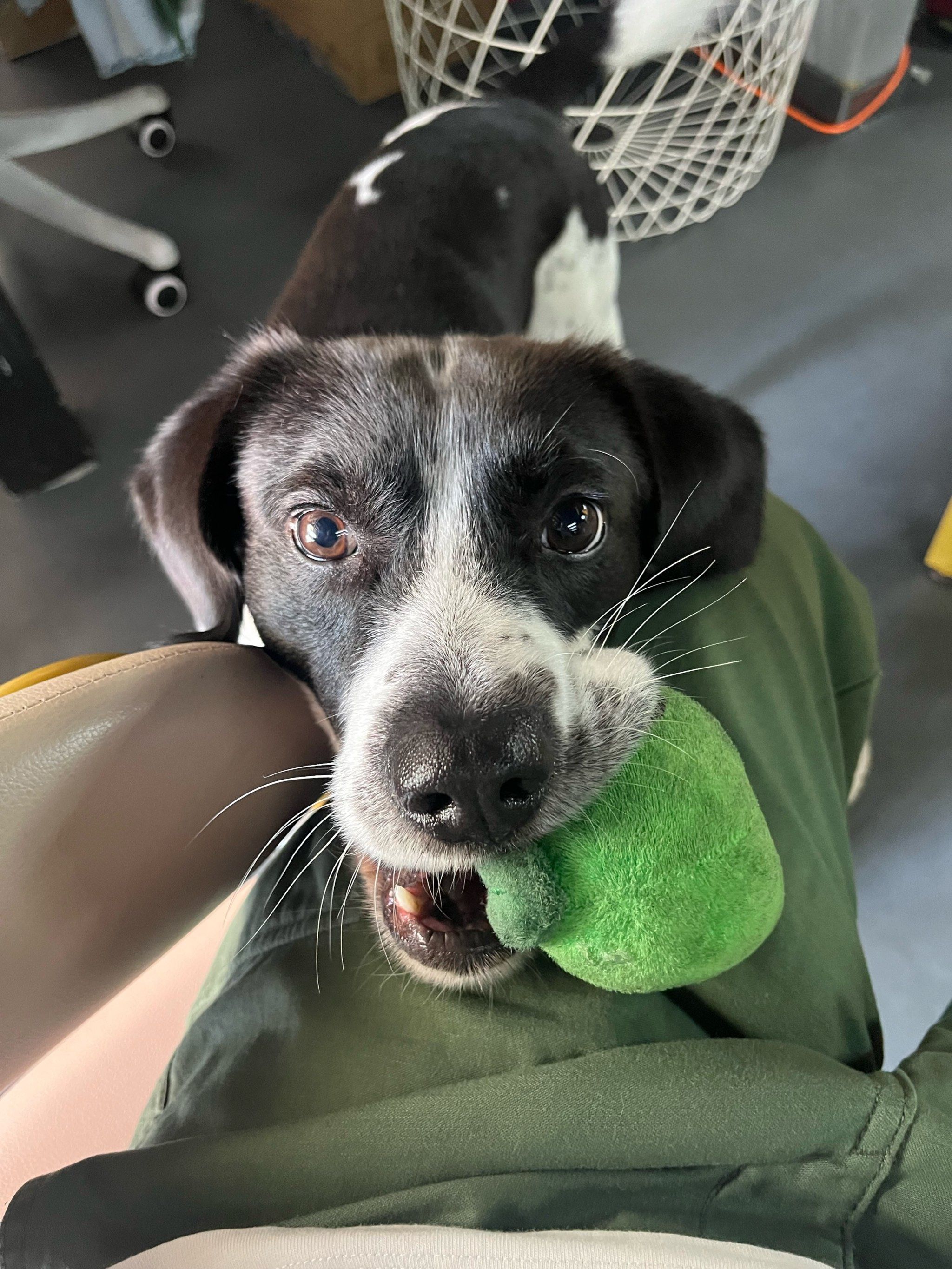 狗子炙热的眼神和我想噶教练一样真诚