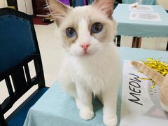-鼓捣猫呢主题猫咖店