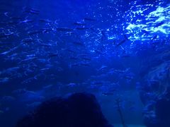 -左海海底世界
