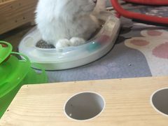 -东方名猫馆·英短金渐层布偶猫舍(环线广场1号楼店)