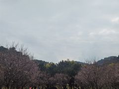 -中山市树木园
