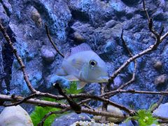 -上海海洋水族馆