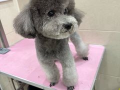 -北京观赏动物医院·24小时大型综合·猫专科·异宠专科