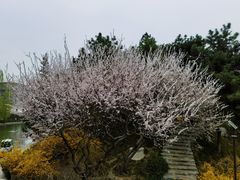 -团结湖公园
