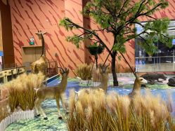 -卡通尼·Safari非洲探索乐园·生日会(金桥国际商业广场店)