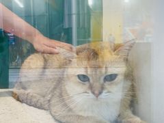 -飞行喵MR PILOT|猫舍·猫咖(静安大融城店)