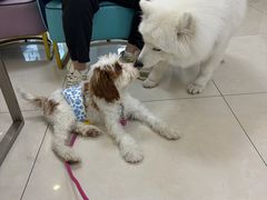 -北京观赏动物医院·24小时大型综合·猫专科·异宠专科