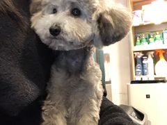 -PETKIT小佩宠物(古北店)
