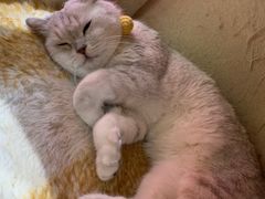 -藏猫猫咖啡主题馆(中央大道店)