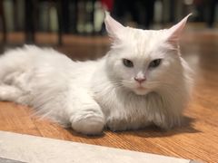 -猫小院猫主题餐厅(三里屯店)