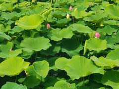 -梁鸿国家湿地公园