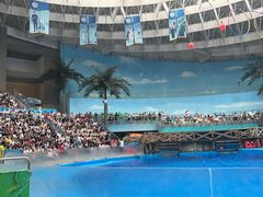 -海合安成都极地海洋公园