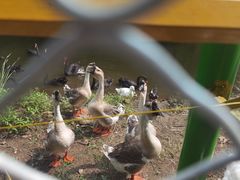 -长白岛森林公园