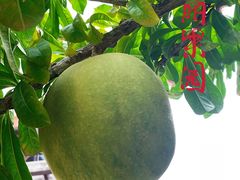 -三亚海棠湾万丽度假酒店