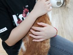 -李小姐の猫咖啡馆(五角场店)