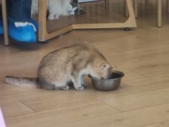 -Let's go狗咖·猫咖·奶狗·桌游(春熙路IFS店)