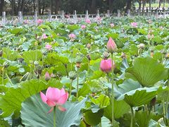 -东升八家郊野公园