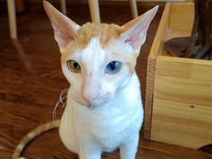 -浅草猫吧猫咖 购宠桌游 约会社交(红鼎国际名苑店)