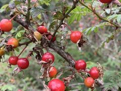 -硗碛藏寨·神木垒景区