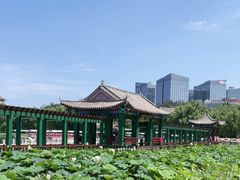 -莲花池公园