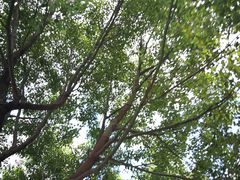 -徐家汇源景区-衡山公园